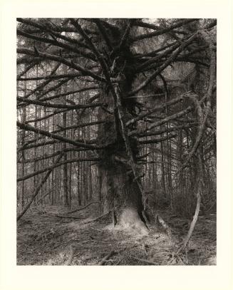 30. Sitka spruce, Cape Blanco State Park, Curry County, Oregon. From Turning Back, A Photographic Journal of Re-exploration