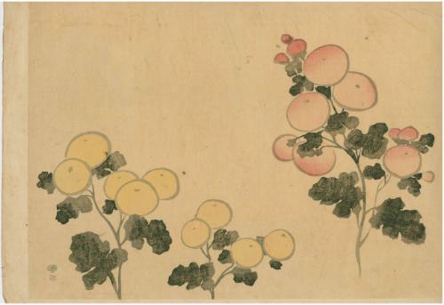 Chrysanthemums from the Kōrin Gafu (Kōrin Album 光琳画譜)