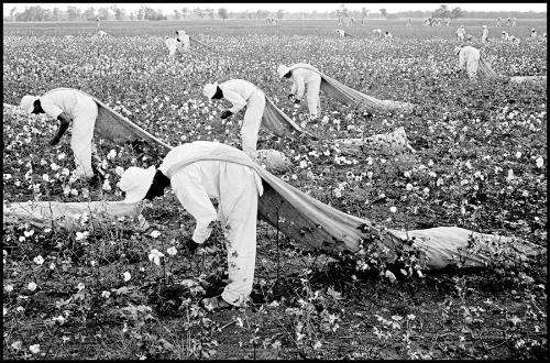 Cotton pickers, Ferguson Unit, Texas from the series Conversations with the Dead