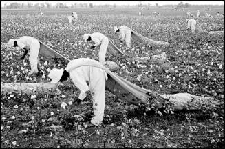 Cotton pickers, Ferguson Unit, Texas from the series Conversations with the Dead