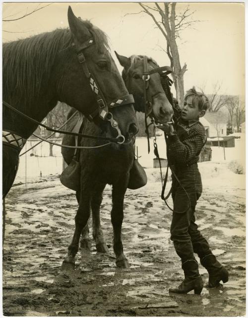 Farm boy adjusting horse’s bridle