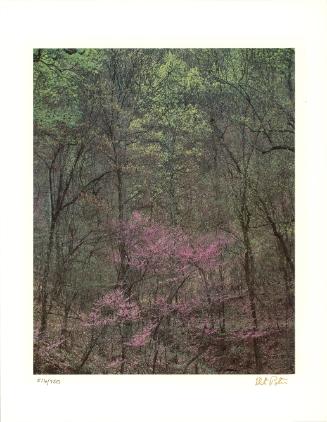 Woodland view with flowering trees