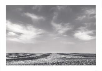 Harvested Wheat, Ghylin County, North Dakota