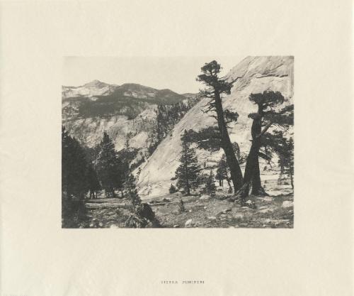 Sierra Junipers, Upper Merced Basin, Yosemite Valley from the portfolio Parmelian Prints of the High Sierras