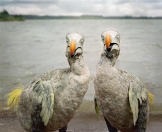 Mare Longue Reservoir #1, Mauritius from the series The Dodo and Mauritius Island: Imaginary Encounters