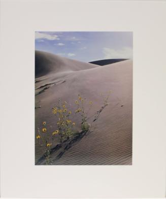 Sunflower and sandune. Colorado. from In Wildness