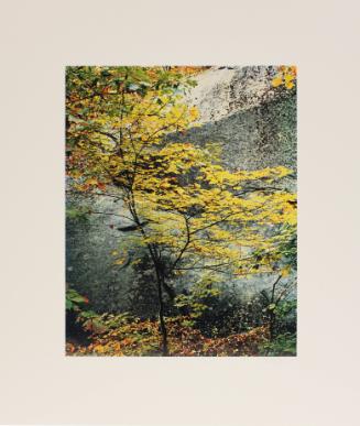 Maple sapling and rock. Passaconaway, New Hampshire. from In Wildness