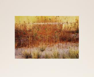 Tamarisk and grass, river’s edge. Glen Canyon, August, 1961 from Glen Canyon