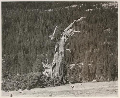 Yosemite, near Tenaya Lake