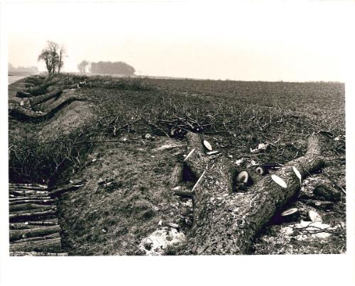 Field with cut down trees, Near Verdun, France