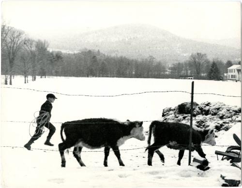 [Farm boy leading cattle along fence]