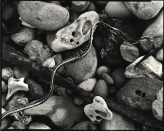 Rock and Kelp, Carmel Beach, California