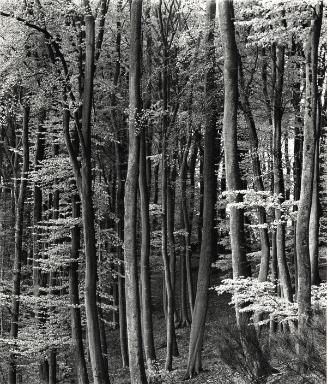 Beech Forest, Luxembourg