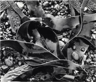 Kelp, Point Lobos