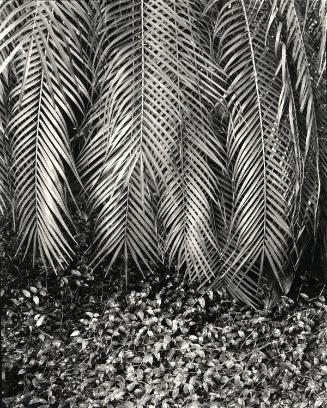 Fern, Bronx Botanical Garden, New York