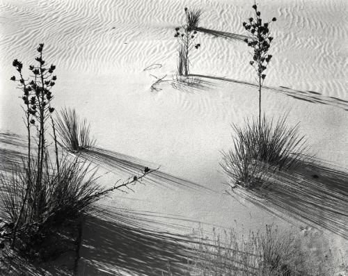 Yucca, White Sands