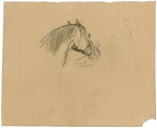 Study of a Horse’s Head