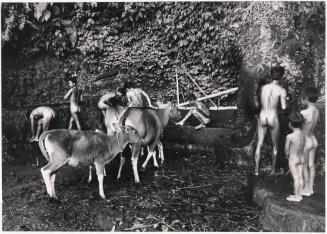 Men and boys bathe while cows are watered, Bayung Gedé, Bali, Indonesia