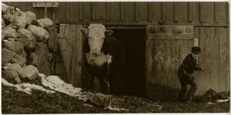 Farm boy leading cattle out of barn