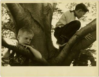 Two boys climbing a tree