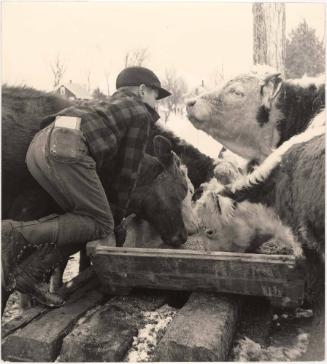 Farm boy feeding cattle