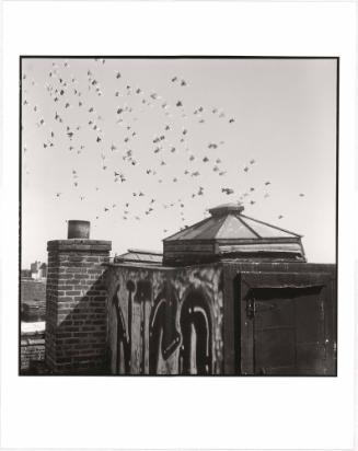 Rooftop, Cypress Avenue from the series Let Them Kill Themselves, Bushwick, Brooklyn, NY