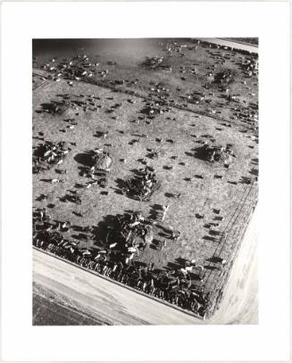 Harris Ranch, Aerial View of Cattle, Food Table, Tri-Valley Area, Northern California from the series Suburbia