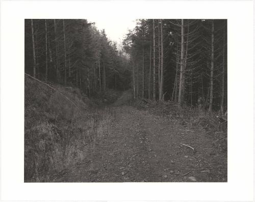 20. A logging road on a hill above McGowan, Pacific County, Washington. The trees in an industrial forest are not allowed to live beyond infancy, but until there is further climate change or the soil is exhausted the landscape remains green. From Turning Back, A Photographic Journal of Re-exploration