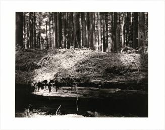 22. In an industrial forest, a decaying remnant from the ancient woods, Clatsop County, Oregon. From Turning Back, A Photographic Journal of Re-exploration