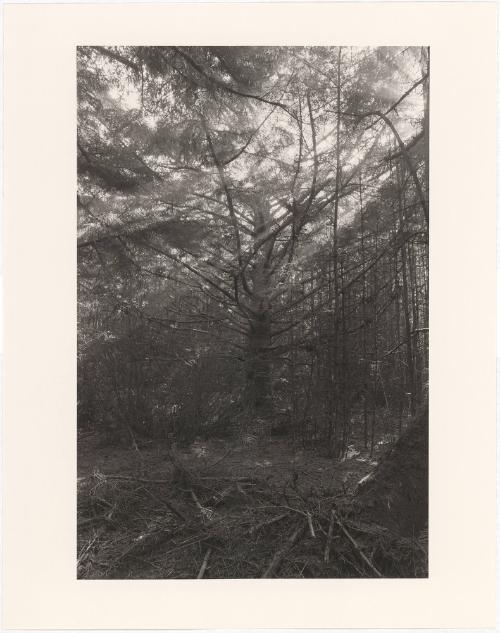 23. Cape Blanco State Park, Curry County, Oregon. From Turning Back, A Photographic Journal of Re-exploration