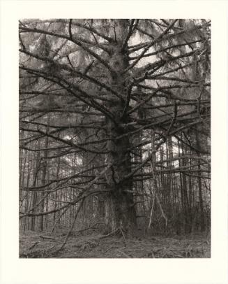 31. Sitka spruce, Cape Blanco State Park, Curry County, Oregon. From Turning Back, A Photographic Journal of Re-exploration