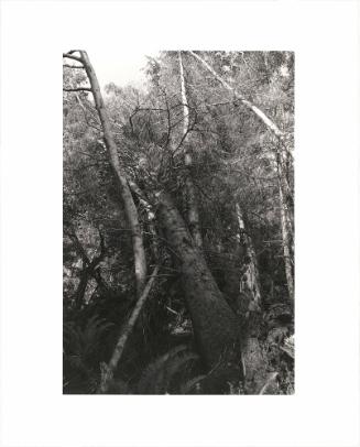 43. At the edge of a clearcut, Warrenton, Clatsop County, Oregon. Trees taken near the Coast Highway, as here, are often not replanted because the acreage is too valuable for other kinds of development. From Turning Back, A Photographic Journal of Re-exploration