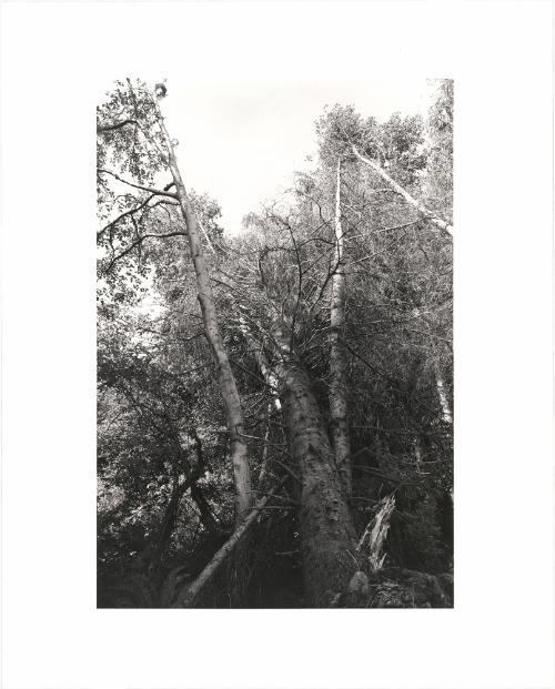 44. At the edge of a clearcut, Warrenton, Clatsop County, Oregon. Trees taken near the Coast Highway, as here, are often not replanted because the acreage is too valuable for other kinds of development. From Turning Back, A Photographic Journal of Re-exploration