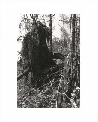 45. At the edge of a clearcut, Warrenton, Clatsop County, Oregon. Trees taken near the Coast Highway, as here, are often not replanted because the acreage is too valuable for other kinds of development. From Turning Back, A Photographic Journal of Re-exploration