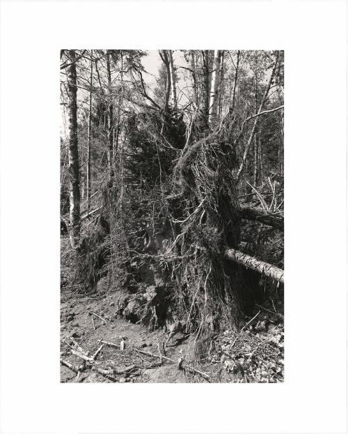 46. At the edge of a clearcut, Warrenton, Clatsop County, Oregon. Trees taken near the Coast Highway, as here, are often not replanted because the acreage is too valuable for other kinds of development. From Turning Back, A Photographic Journal of Re-exploration