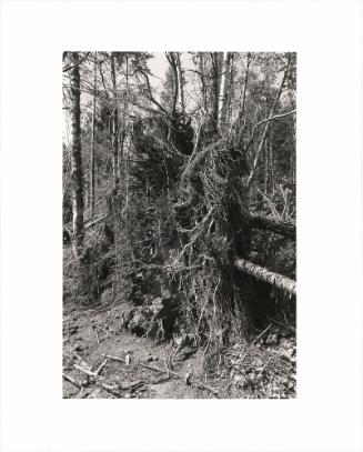 46. At the edge of a clearcut, Warrenton, Clatsop County, Oregon. Trees taken near the Coast Highway, as here, are often not replanted because the acreage is too valuable for other kinds of development. From Turning Back, A Photographic Journal of Re-exploration