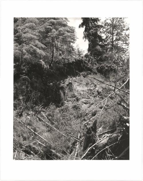 53. An eroding clearcut, Pacific County, Washington.  Erosion is an inevitable consequence of clearcutting. No people in history have clearcut without damaging the soil. If one turns a globe—China, India, the Near East, Europe, the eastern seaboard reminded that some degree of long-term deforestation has been the rule with clearcutting, and that this in turn has resulted in the diminishment of whole societies. Significantly, China has recently “stopped clearcutting native forests” and has “subsidized retraining of hundreds of thousands of loggers.” (The Oregonian, January 25, 2004) From Turning Back, A Photographic Journal of Re-exploration