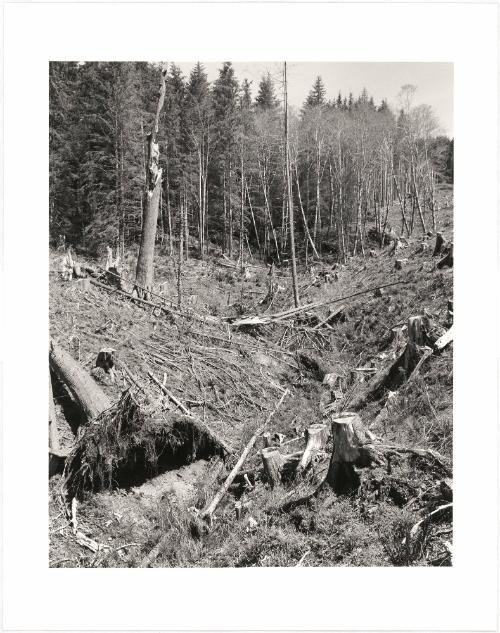 60. Clatsop County, Oregon. To be denied the original forest that stood here is to be orphaned, as children whose parents died in a war. In this situation we can never take comfort from the whole shape of the natural lives that bore us. John Szarkowski has written about how Eugene Atget’s photographs of old trees in France “describe the particular ways that trees articulate their forms, effloresce, bear fruit, grip the earth, claim space and light, and fail.” That testimony of completeness is destroyed by clearcutting, and with it an encouragement to wisdom and peace. From Turning Back, A Photographic Journal of Re-exploration