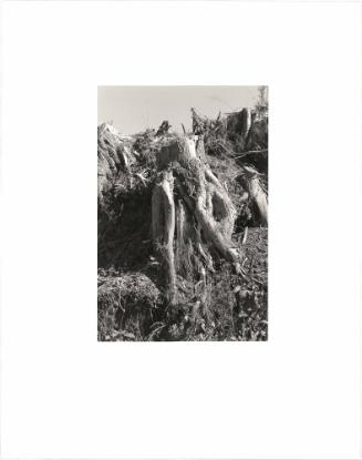 63. Clatsop County, Oregon. Photographs are silent but the destruction of a forest is not. Pablo Neruda remembered that his “homeland of wood . . . died in the screeching of sawmills.” Barry Lopez, in describing a stranding of whales on the Oregon coast, likened the cry of a whale to “the sound a big fir makes breaking off the stump just as the saw is pulled away. A thin screech.” Landscape painter Emily Carr referred to stumps, which she painted with compassion, as “screamers.” From Turning Back, A Photographic Journal of Re-exploration
