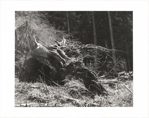 66. Clatsop County, Oregon. Photographs are silent but the destruction of a forest is not. Pablo Neruda remembered that his “homeland of wood . . . died in the screeching of sawmills.” Barry Lopez, in describing a stranding of whales on the Oregon coast, likened the cry of a whale to “the sound a big fir makes breaking off the stump just as the saw is pulled away. A thin screech.” Landscape painter Emily Carr referred to stumps, which she painted with compassion, as “screamers.” From Turning Back, A Photographic Journal of Re-exploration