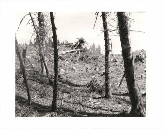 85. A clearcut as seen from within the edge of a “beauty screen,” Clatsop County, Oregon. Timber companies now leave thin strips of woodland along public roads to mask clearcuts. When these deceptions cannot obscure the facts, corporations sometimes employ landscape architects to design clearcuts so that they will mimic the appearance of naturally open areas like meadows and rock slides. To further disguise their work, the forest products industry generates voluminous propaganda. Not many wars, even, have been justified by so much lying. From Turning Back, A Photographic Journal of Re-exploration