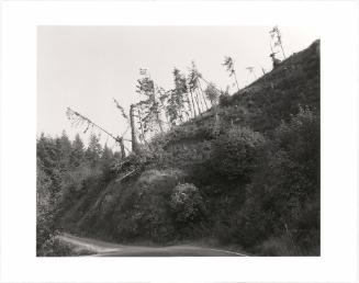 95. Along Floras Creek, Curry County, Oregon. From Turning Back, A Photographic Journal of Re-exploration