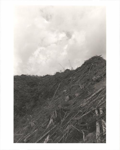 96. Coos County, Oregon. “Already the trees are a myth, half gods, half giants in whom nobody believes.” 
Nancy Willard
From Turning Back, A Photographic Journal of Re-exploration