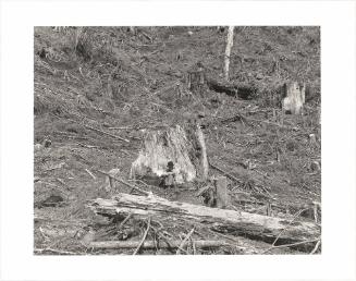 118. On Humbug Mountain, Clatsop County, Oregon.  after an age of leaves and feathers  someone dead  thought of this mountain as money  and cut the trees  that were here in the wind  in the rain at night  it is hard to say it  W. S. Merwin From Turning Back, A Photographic Journal of Re-exploration