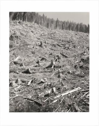 120. On Humbug Mountain, Clatsop County, Oregon.  after an age of leaves and feathers  someone dead  thought of this mountain as money  and cut the trees  that were here in the wind  in the rain at night  it is hard to say it  W. S. Merwin From Turning Back, A Photographic Journal of Re-exploration