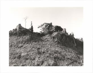 124. On Humbug Mountain, Clatsop County, Oregon.  after an age of leaves and feathers  someone dead  thought of this mountain as money  and cut the trees  that were here in the wind  in the rain at night  it is hard to say it  W. S. Merwin From Turning Back, A Photographic Journal of Re-exploration