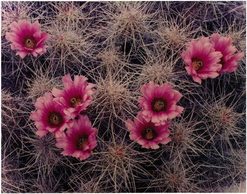 Cactus Blossoms, Big Bend Texas from Western Landscapes