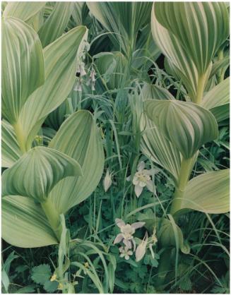 Hellebore and Columbine, Sangre de Cristo Mountains, New Mexico from Western Landscapes