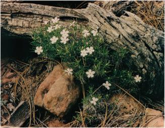 Flowers and Stump, Zion National Park, Utah from Western Landscapes